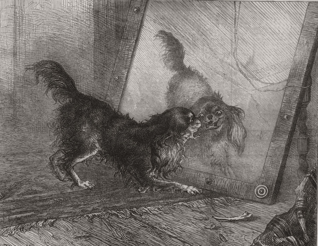 DOGS. Unpleasant reflections, by P Macquoid 1872 old antique print picture